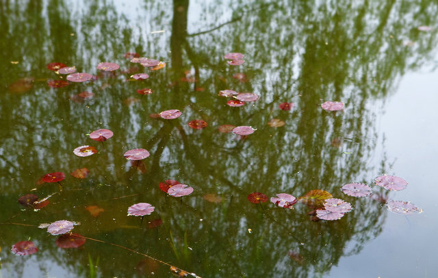 Monet's 'Water Lilies'