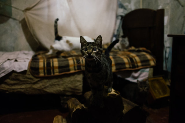 Curious kitten.