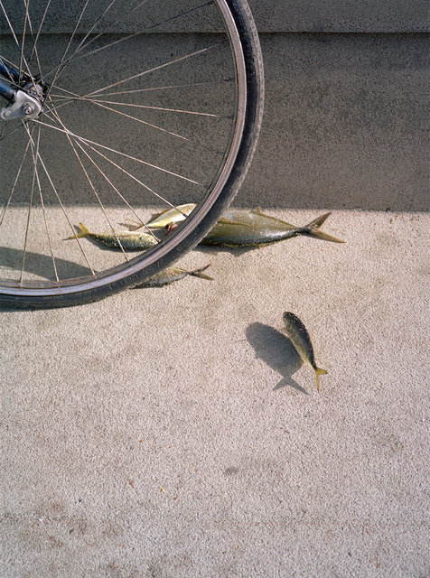 Untitled (from Island in my Mind), 2014