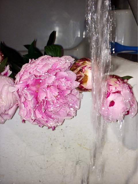 Wet peonies, 2016
