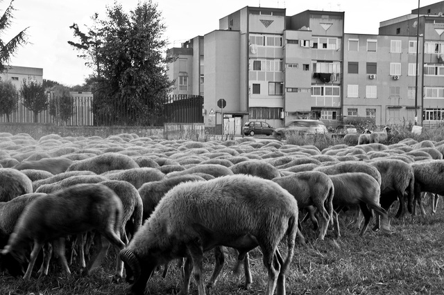 Un gregge di pecore pascola in un terreno adiacente al parco Verde