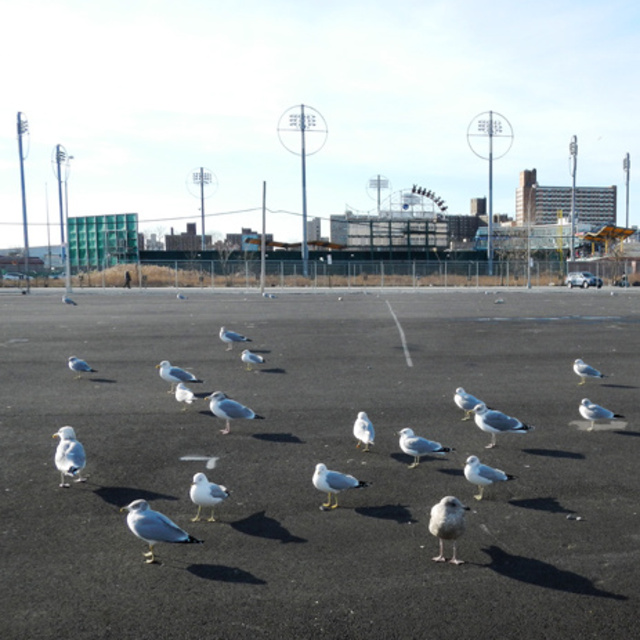 NY-coneyisland3.jpg