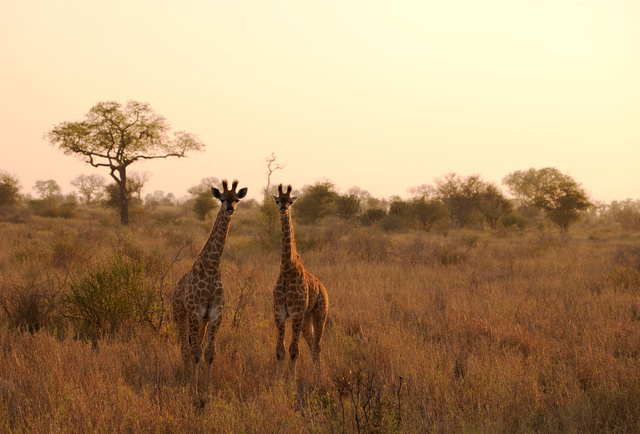Young giraffe