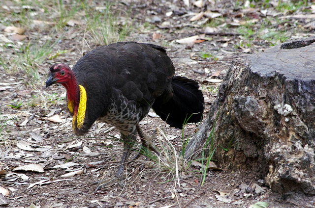 Bush Turkey at West Head (2) VB.JPG