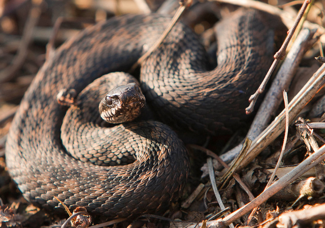 Adder.