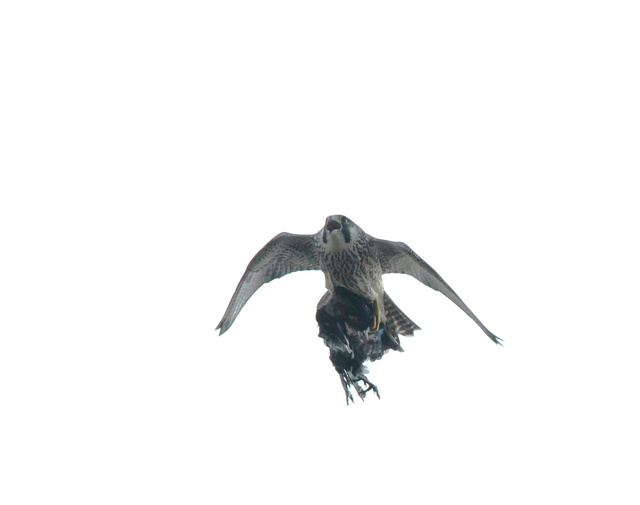 Peregrine Falcon with Magpie