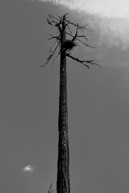 Tree-19bw.jpg