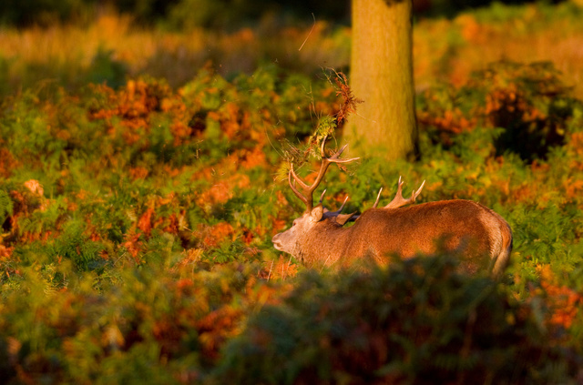 Red Deer Stag thrashing to strengthen neck