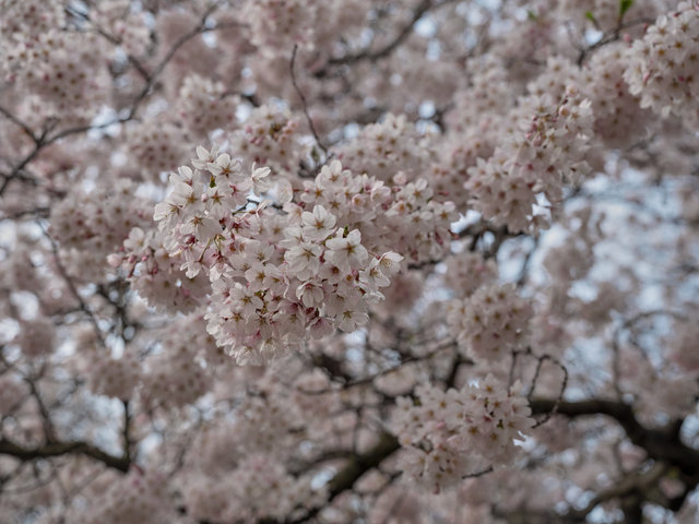 DSCF5478.jpg