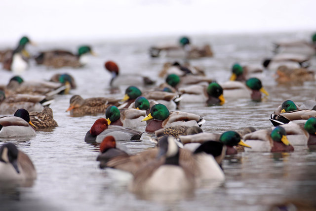 Mallards, Redheads and Canada Geese, winter, Ohio