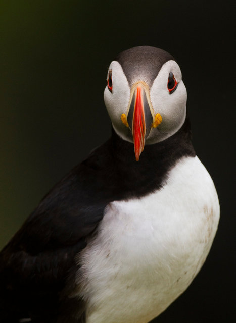 Puffin