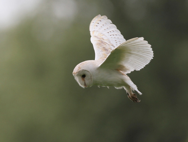 Barn Owl