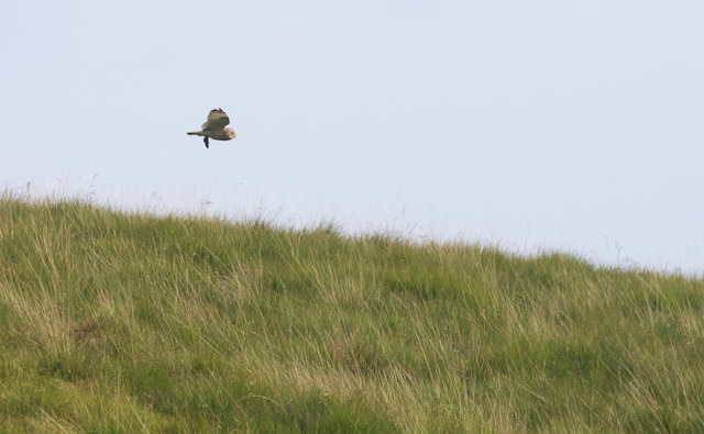 Short-eared owl with prey