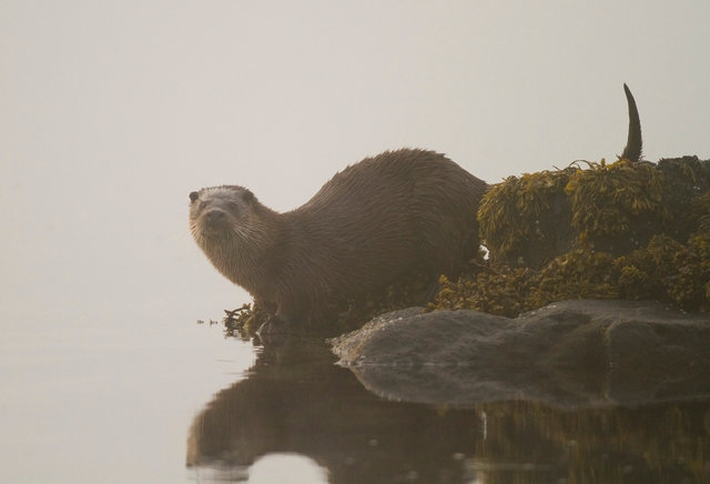Otter
