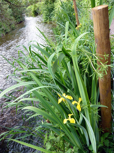 Irises on River Lea VB.JPG