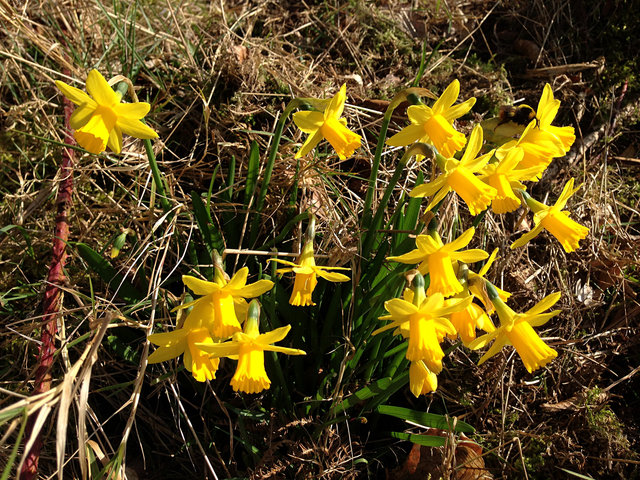 Wild daffodils Turpins Ride (2) VB.JPG