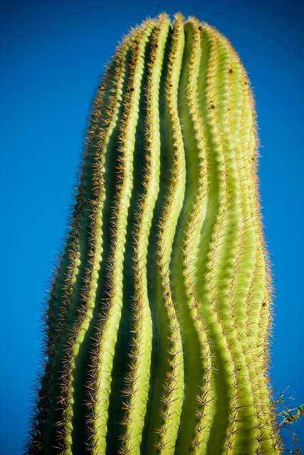 Saguaro Tales