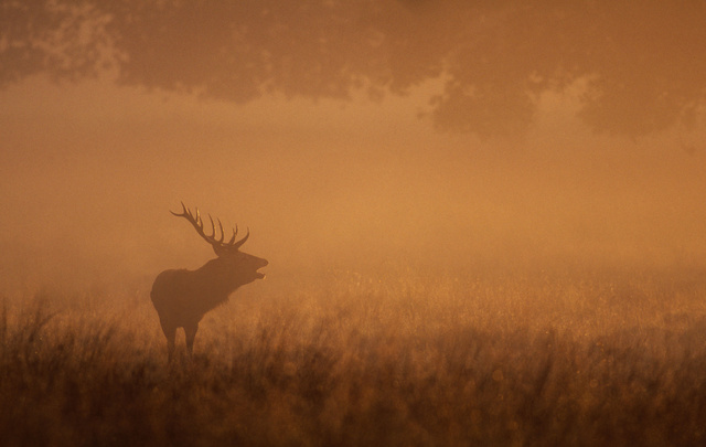 Red Deer Stag