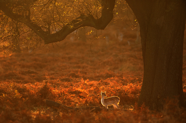Fallow Deer