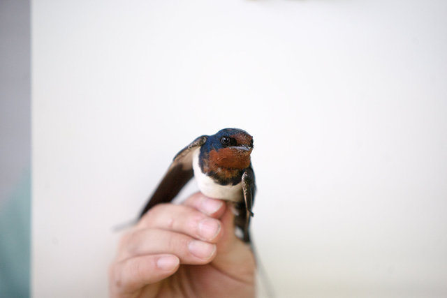 Barn swallow (Hirundo rustica).