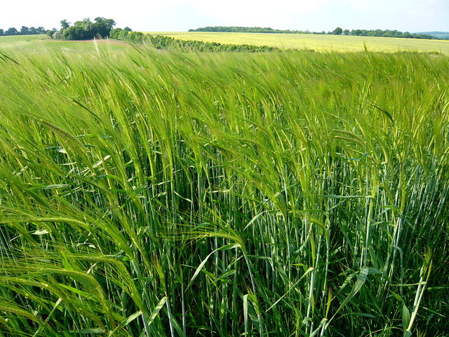 Spring Barley VB.JPG