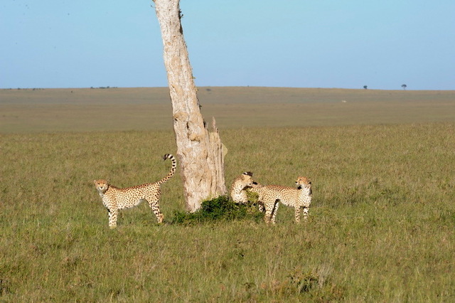 Cheetahs Marking the Tree, Masai Mara