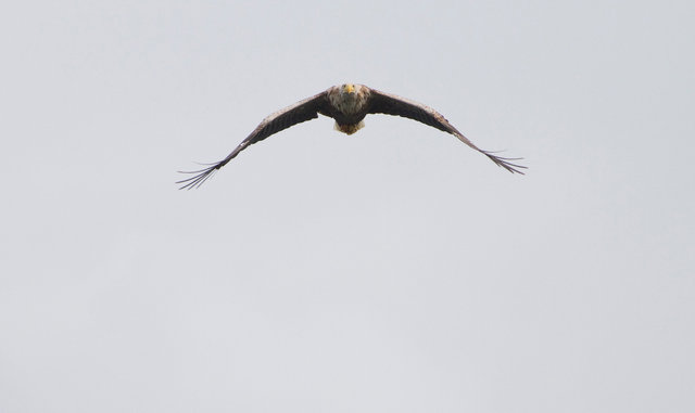 White-tailed Sea Eagle