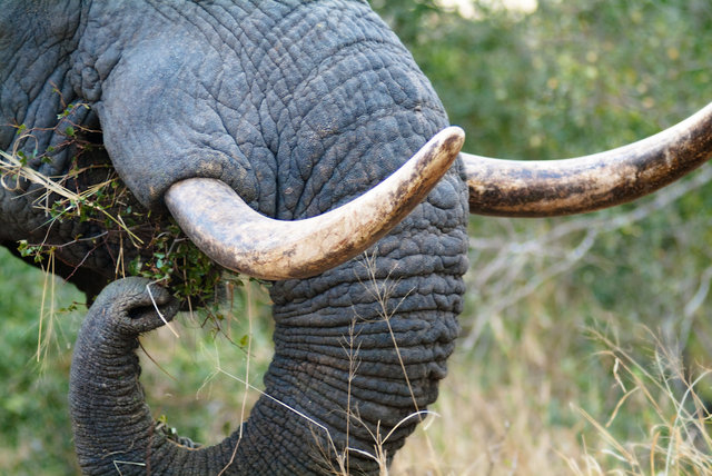 Ivory Tusks