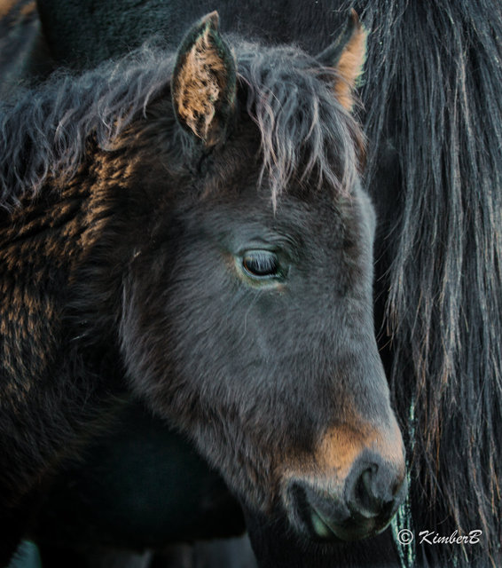 the foal-6.jpg