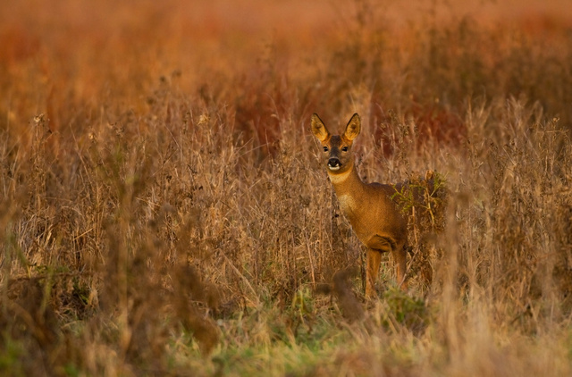Roe Deer