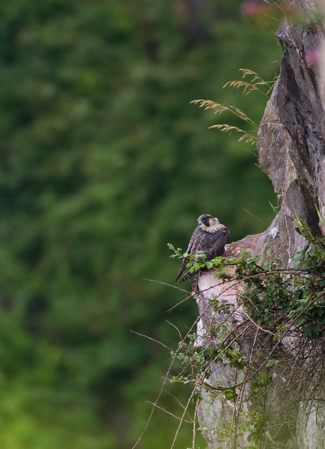 Juvenile peregrine falcon