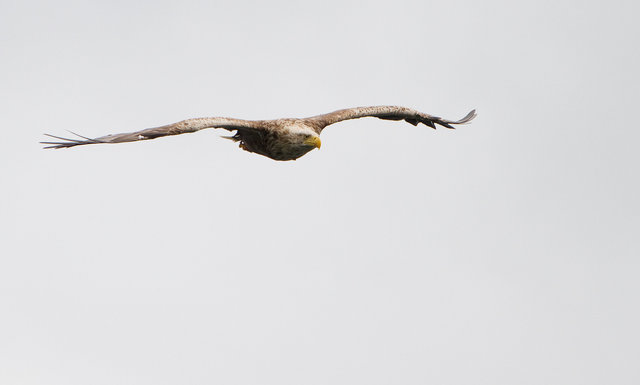 White-tailed Sea Eagle