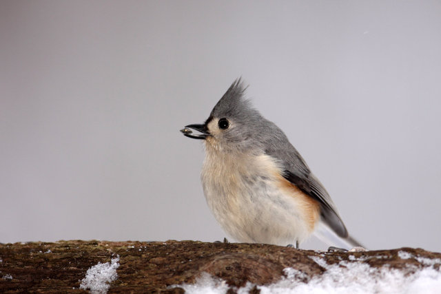 Tufted Titmouse, winter, Ohio