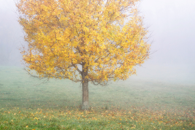 Autumn Morning, Ohio