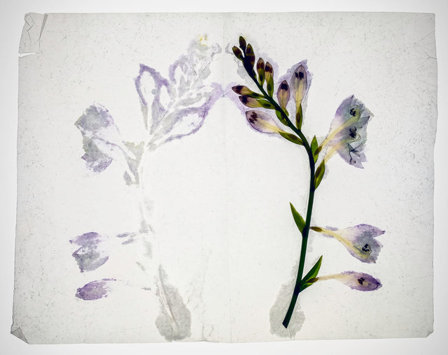 hosta 2