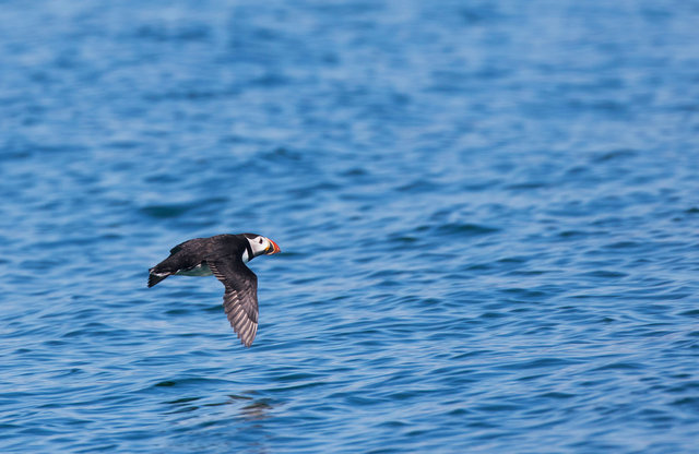 Puffin