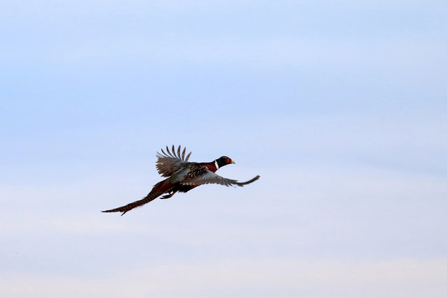 Ring-necked Pheasant