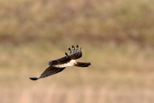 Northern Harrier, Ohio