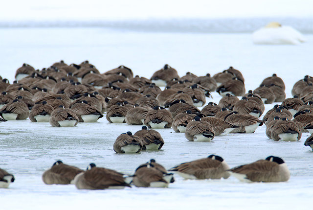 Canada Geese, February, southern Ohio