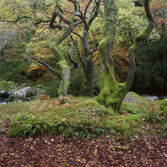 Dewerstone Woods