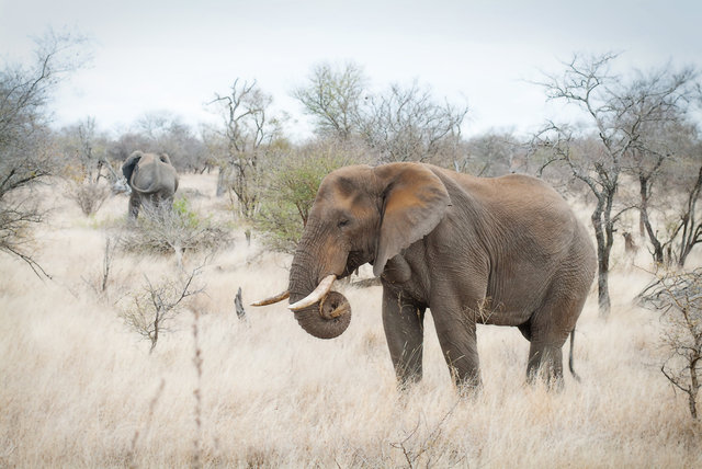 Elephants Hunt