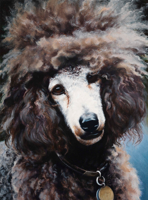 Breed: Poodle / "Romeo"