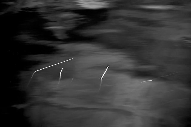 Three Leaves I