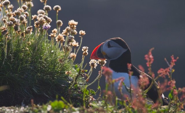 Puffin