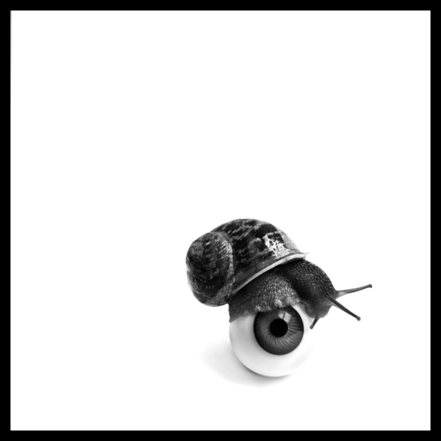 snail and eye.jpg