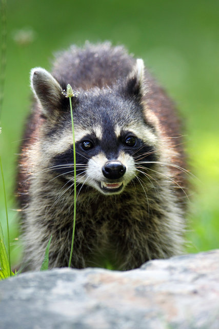Common Raccoon, Ohio