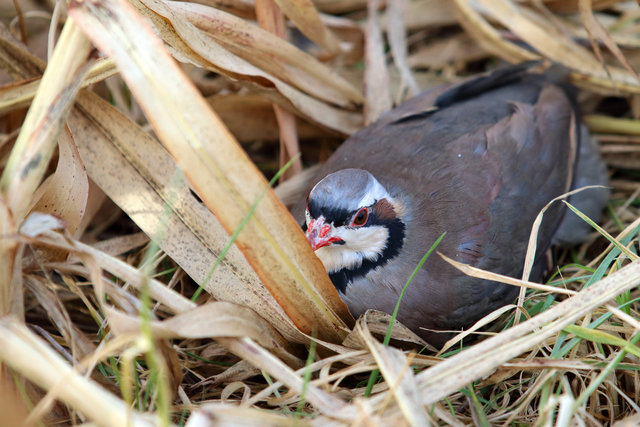 Chukar