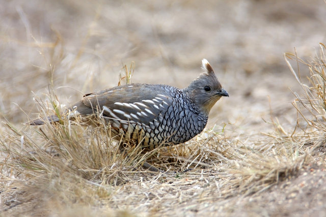 Scaled Quail, southern Texas