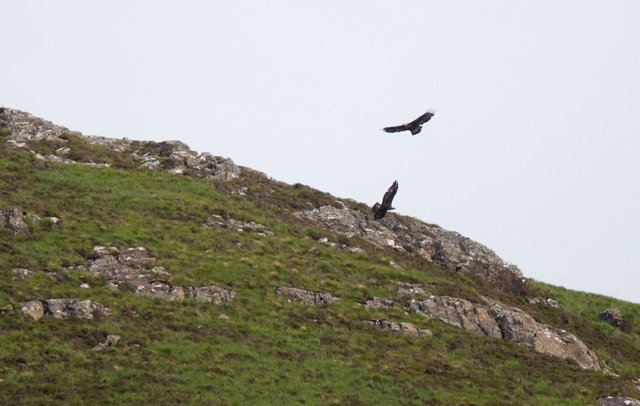 Golden Eagles