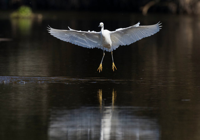 Little egret